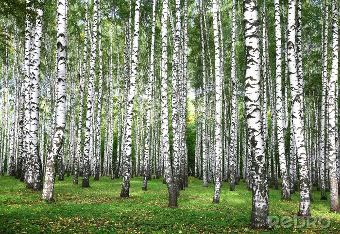 Bild Birkenwald zu Beginn des Herbstes