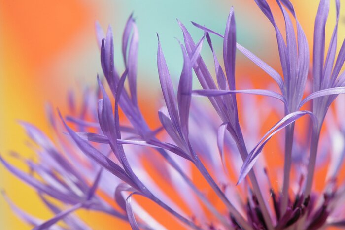 Bild Blätter auf orangem Hintergrund