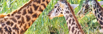 Bild Blätter fressende Giraffen