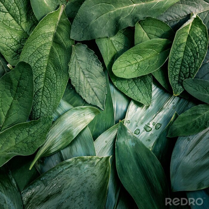 Bild Blätter frischer Kräuter