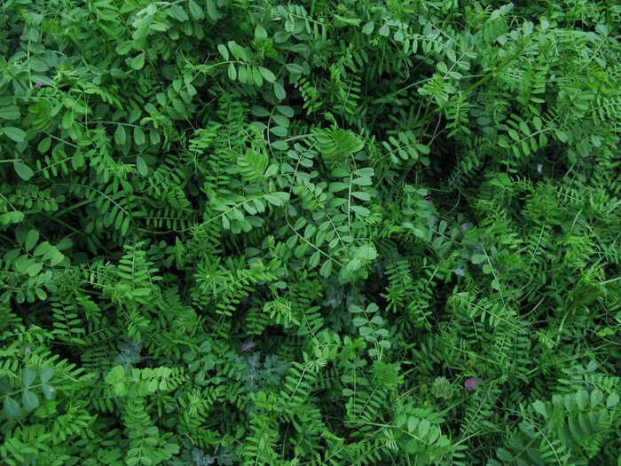 Bild Blätter grüne Hecke