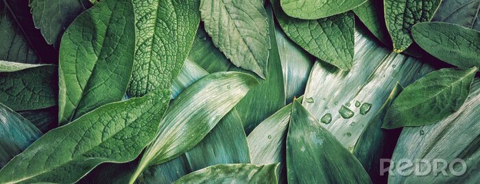 Bild Blätter in Wassertropfen