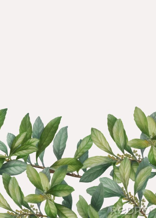 Bild Blätter und Blattknospen auf Zweigen