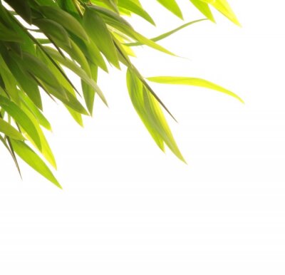 Blätter von Bambus auf weißem Hintergrund