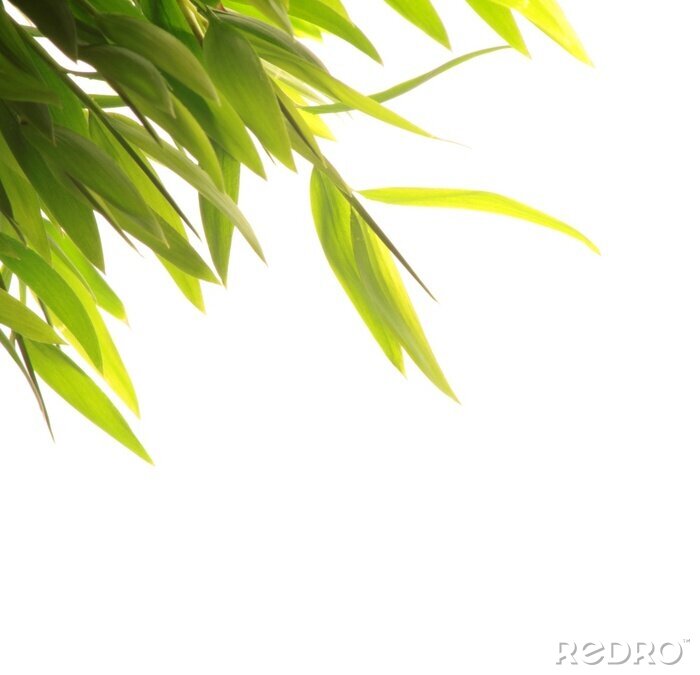Bild Blätter von Bambus auf weißem Hintergrund