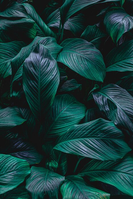 Bild Blätter von Friedenslilie in Dunkelgrün