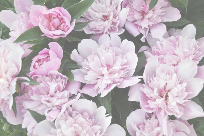 Bild Blassrosa Pfingstrosen am Strauch