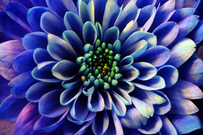 Blaue Blume Nahaufnahme