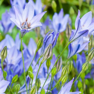 Bild Blaue Blumen als Natur