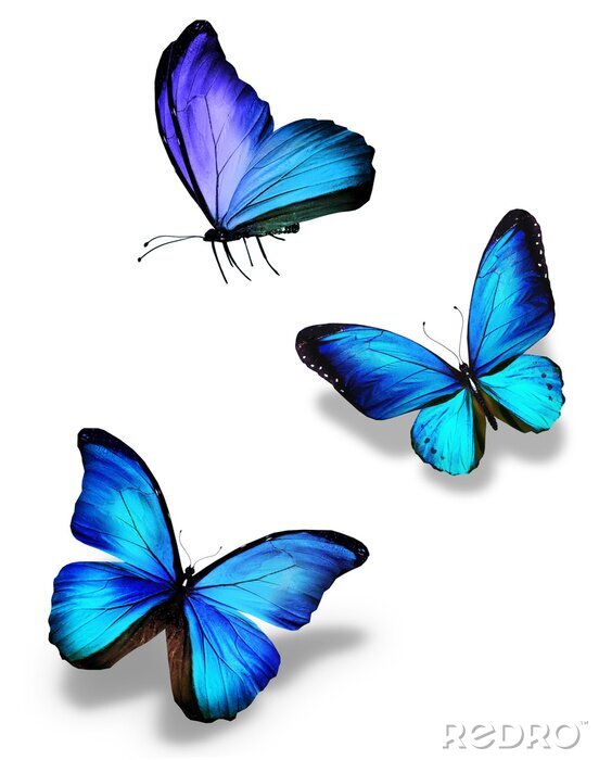 Bild Blaue fliegende Schmetterlinge nach Maß 