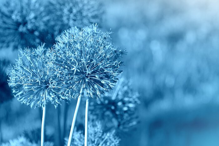 Bild Blaue Knoblauchblüten