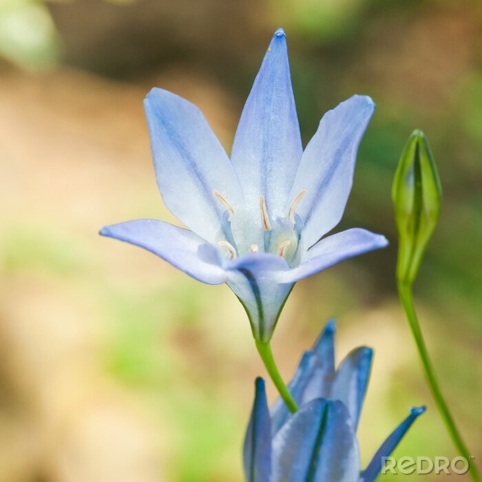 Bild Blaue Pflanze auf verschwommenem Hintergrund