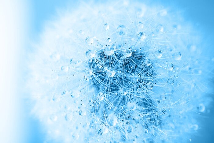 Bild Blaue Pusteblume mit Tautropfen