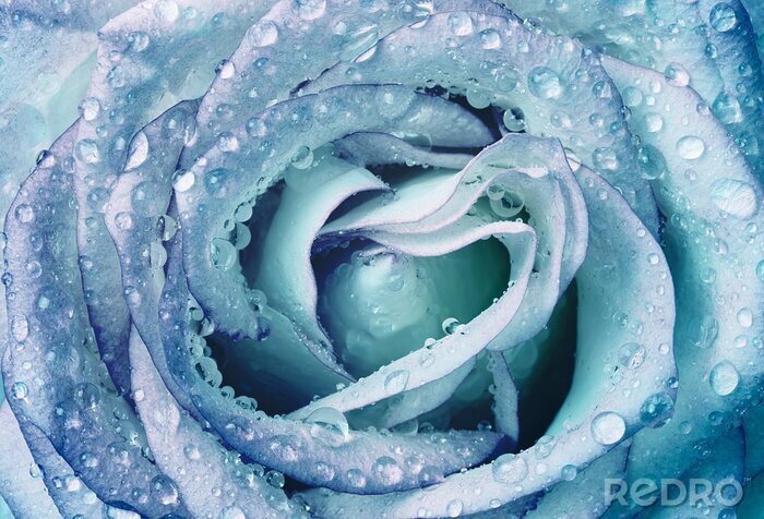 Bild Blaue Rose mit Tropfen