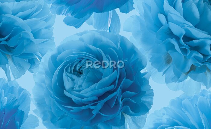 Bild Blaue Rosenblüten
