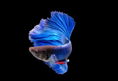Bild Blauer Fisch auf schwarzem Hintergrund