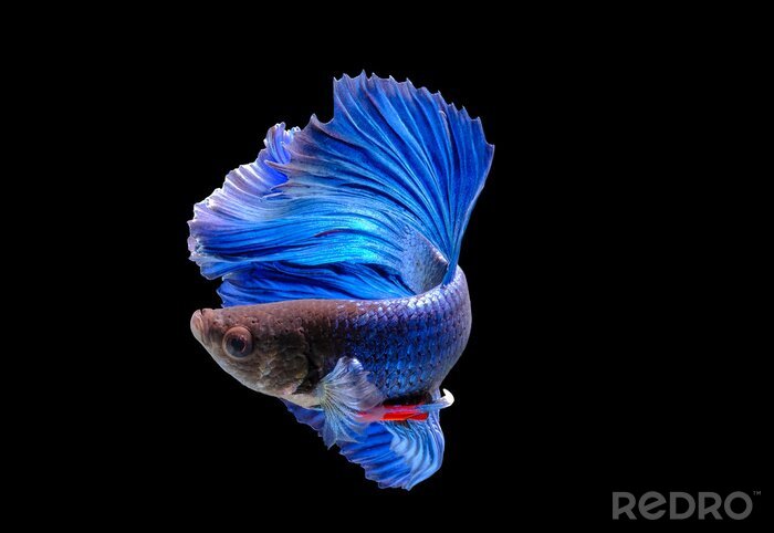 Bild Blauer Fisch auf schwarzem Hintergrund