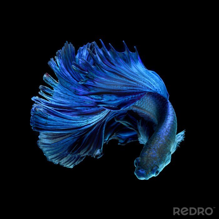 Bild Blauer Fisch mit üppigem Schwanz