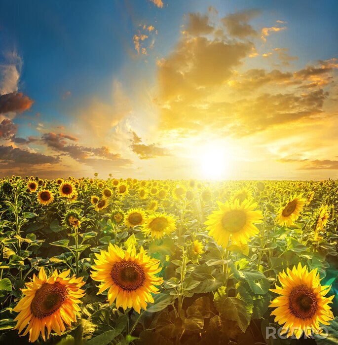 Bild Blauer Himmel und Sonnenblumen