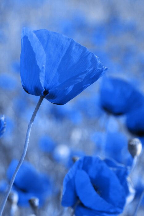 Bild Blauer Mohn auf der Wiese
