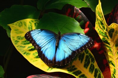 Blauer Schmetterling auf einem Blatt