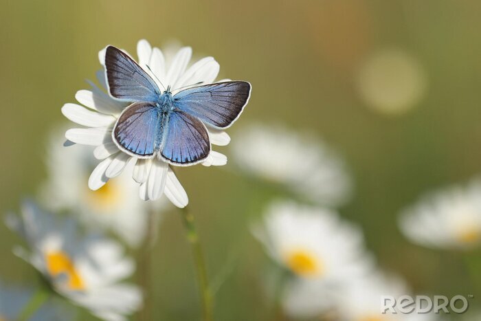 Bild Blauer Schmetterling auf weißer Blume