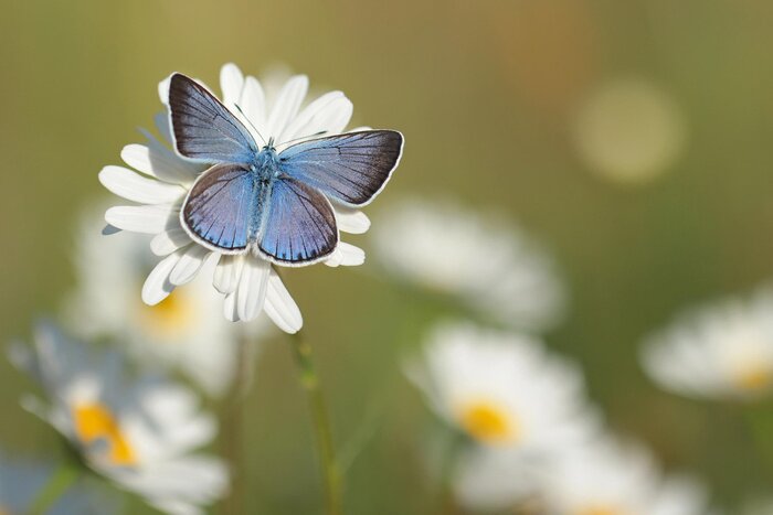 Bild Blauer Schmetterling auf weißer Blume