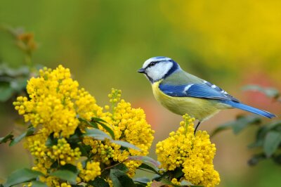 Bild Blauer Vogel und gelbe Blumen