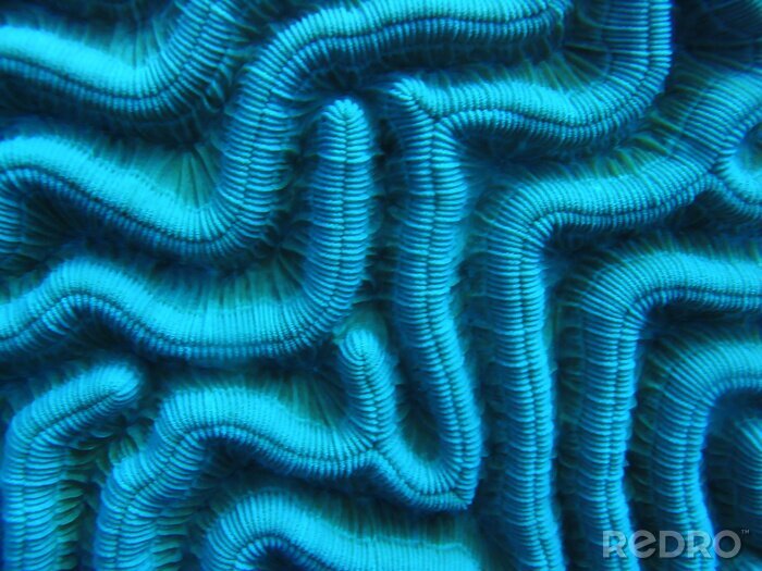 Bild Blaues Korallenriff aus nächster Nähe