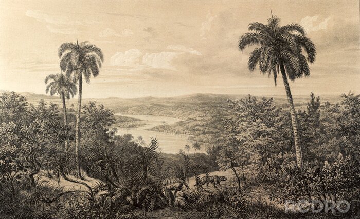 Bild Blick auf alten Dschungel