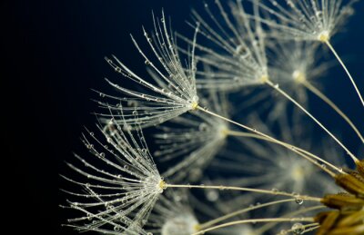 Blick auf Pusteblumensamen