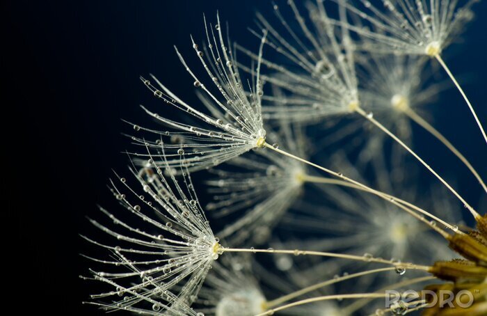 Bild Blick auf Pusteblumensamen
