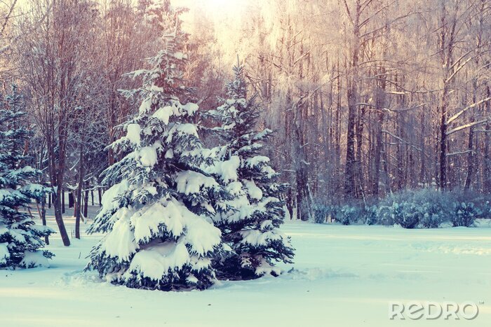 Bild Blick auf schneebedeckte Tannenbäume