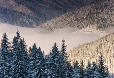 Bild Blick auf Winterwald