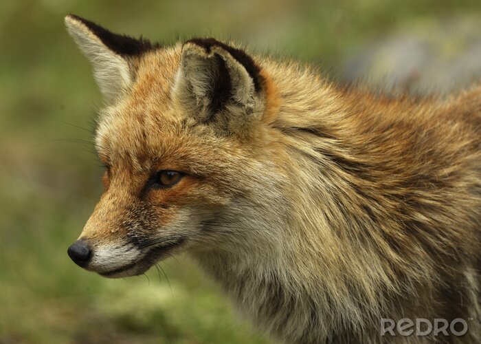 Bild Blickender Fuchs