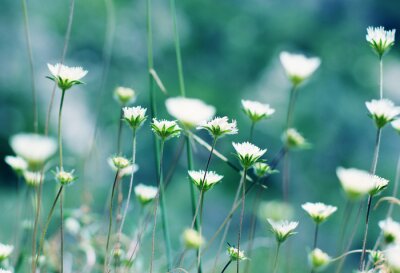 Fototapete Blühende Blumen auf der Wiese