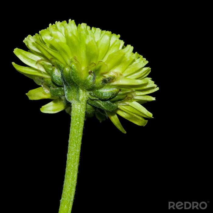 Bild blühende Chrysantheme auf dunklem Hintergrund