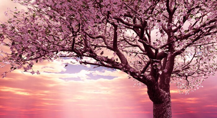 Bild Blühende Kirsche vor dem Hintergrund eines Sonnenuntergangs