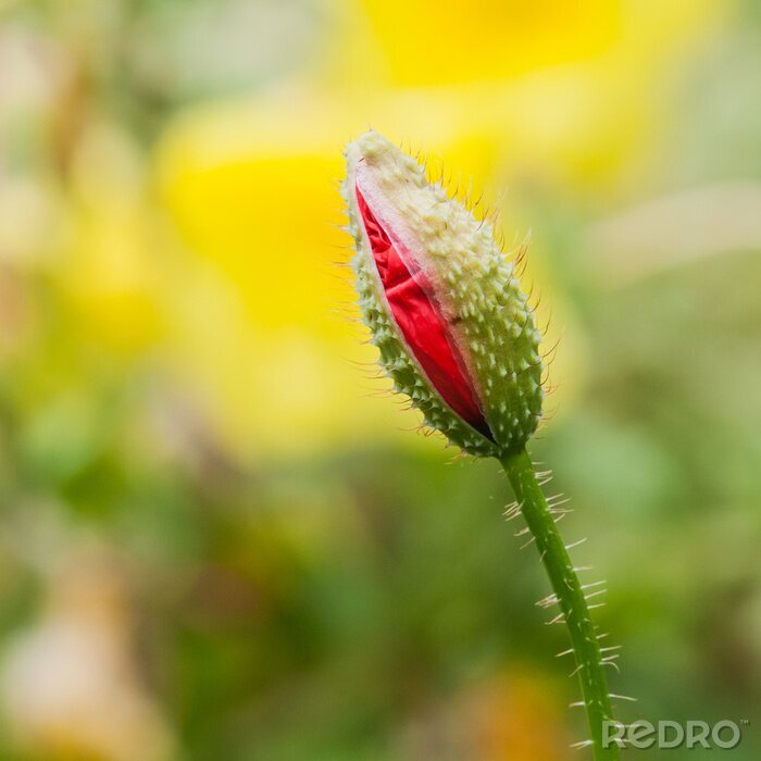 Bild blühende kleine Blume