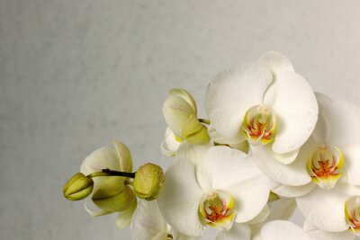Blühende Orchidee in Weißtönen