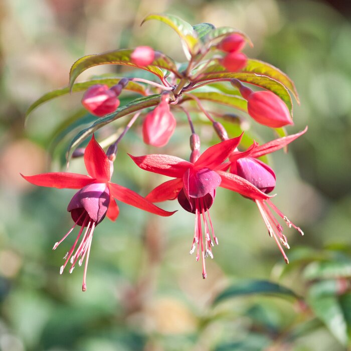 Bild Blühende Pflanzen im Park