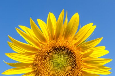 Bild Blühende Sonnenblume und Himmel