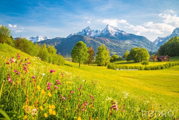 Bild Blühende Wiese im Frühling