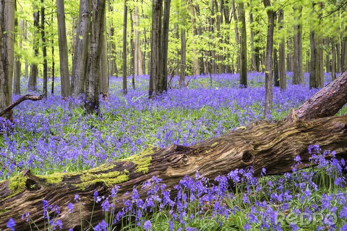Bild Blühende Wiese zwischen den Bäumen