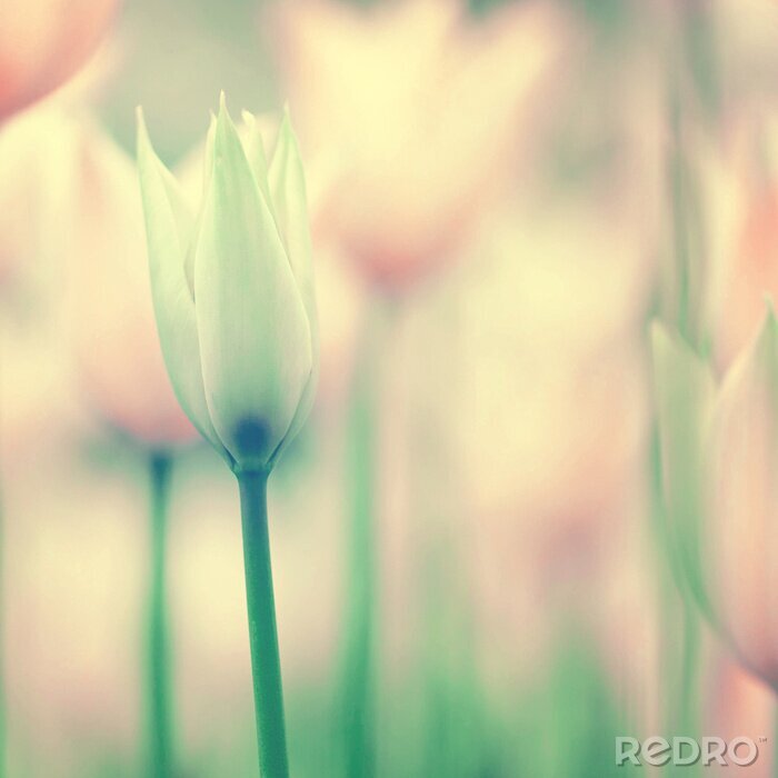 Bild Blühende zarte Tulpe