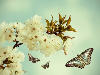 Bild Blühender Baum und Schmetterling