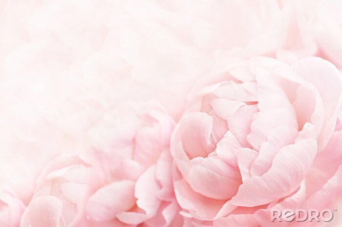 Bild Blühender empfindlicher Pfingstrosenrahmen des Sommers, blühende Pfingstrosen blüht festlichen Hintergrund, die Pastell- und weiche Blumenkarte, der selektive Fokus, getont