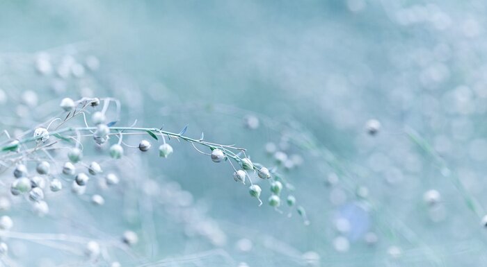 Bild Blühender Flachs