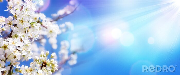 Bild Blühender Frühlingszweig auf dem Hintergrund des Himmels