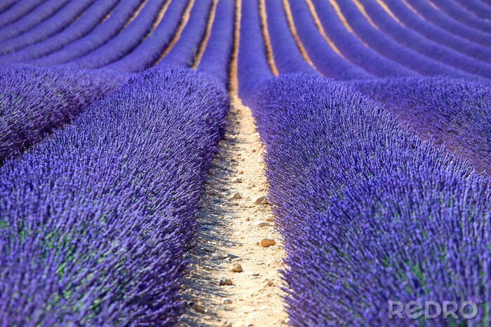 Bild Blühender Lavendel auf dem Feld